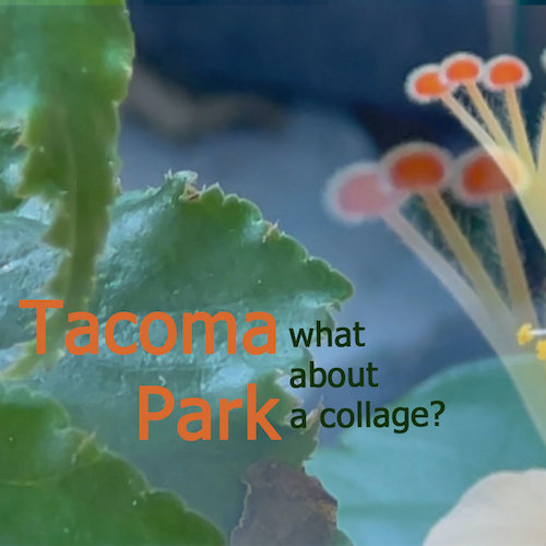 Tacoma Park – “What About Collage” + 6 Other Essential Bandcamp Day Releases